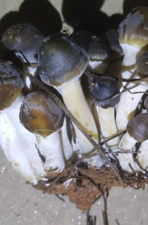 buy Psilocybe caerulescens online