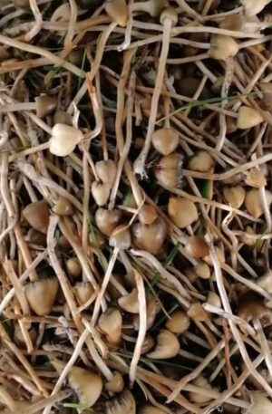 Buy Liberty Caps Mushrooms Online