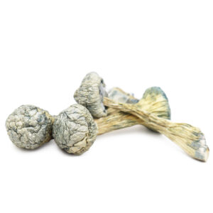Albino Treasure Coast Magic Mushrooms - Rare Psychedelic Shrooms for Sale Online