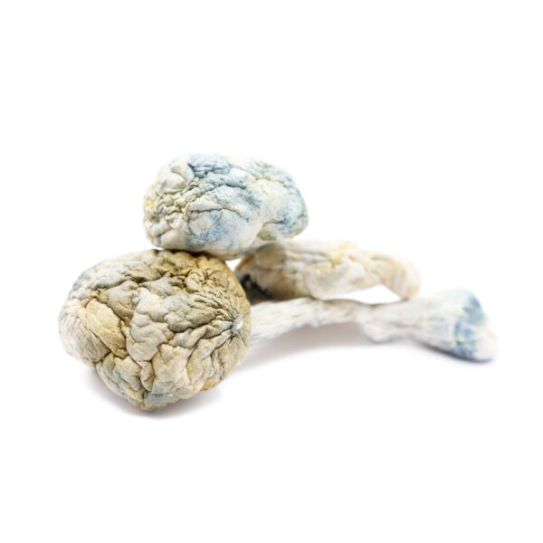 Alien Bubbles strain mushroom specimens for Toronto mycological taxonomy