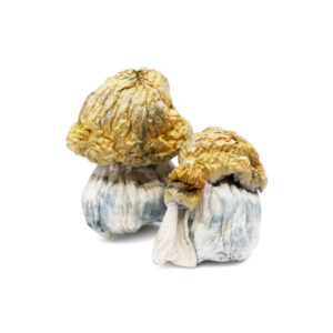 Avalanche Magic Mushrooms - Potent White Psilocybe Cubensis for Sale