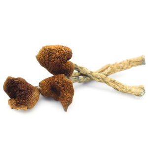 B+ Magic Mushrooms - Best Beginner Psilocybin Strain