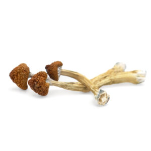 Big Mex Magic Mushrooms – Potent Psilocybe Cubensis for Sale Online
