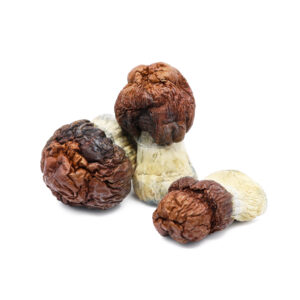 Bluey Vuitton Magic Mushrooms - Designer Psilocybe Strain