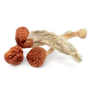 Cambodian Magic Mushrooms - Potent Psilocybe Cubensis for Sale Online