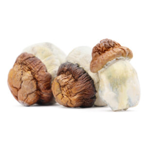 Code Blue Magic Mushrooms - Premium Psychedelic Shrooms for Sale