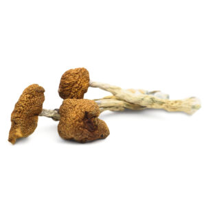 Daddy Long Legs Magic Mushrooms - Rare Tall-Stem Cubensis for Sale