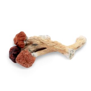 Florida White Magic Mushrooms - Albino Cubensis