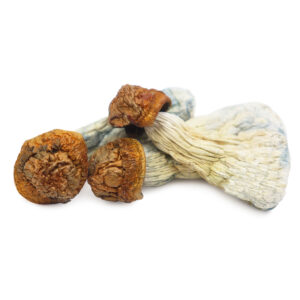 Gold Member Magic Mushrooms - Premium Potent Psychedelics for Sale