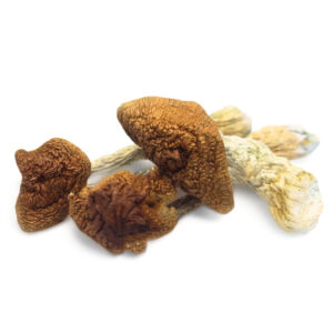 Golden Teachers Magic Mushrooms - Premium Psilocybe Cubensis for Sale