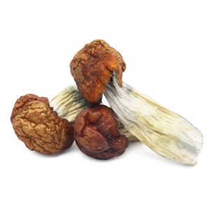 Blue Pulaski Magic Mushrooms – Premium Psychedelic Shrooms for Sale