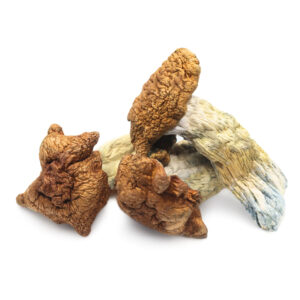 King Kong Magic Mushrooms - Giant Potent Psilocybe Cubensis