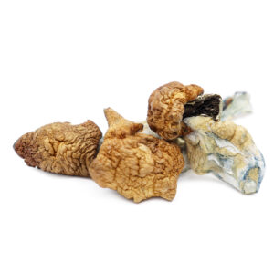 Koh Samui Super Strain | Buy Authentic Thai Magic Mushrooms