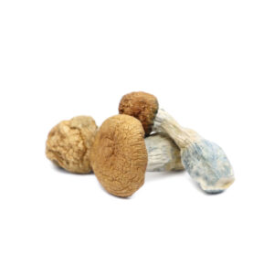 Makilla Gorilla Magic Mushrooms - Potent Psilocybe Cubensis Strain