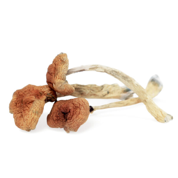 Malabar Coast Magic Mushrooms – Buy Authentic Psychedelic Shrooms