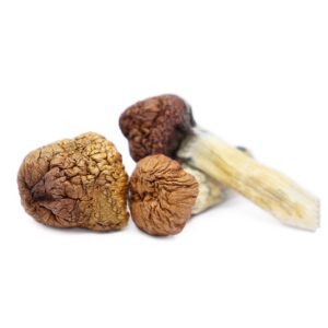 Buy Mazatapec Magic Mushrooms – Authentic Mexican Psilocybin