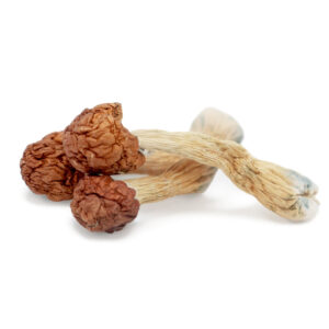 Melmac Penis Envy Magic Mushrooms – Strongest Psilocybin Strain
