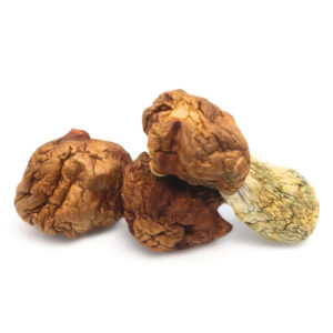 Penis Envy Dino Eggs Magic Mushrooms – Buy Premium Psychedelic Shrooms Online