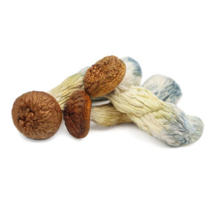 Penis Envy Magic Mushrooms - Most Potent Psilocybin Cubensis Strain