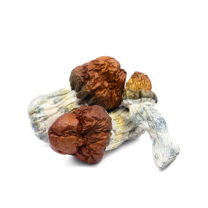 Texas Yellow Cap Magic Mushrooms – Buy Premium Psychedelic Strain Online