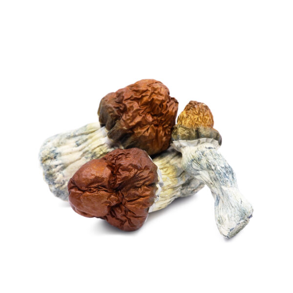 Texas Yellow Cap Magic Mushrooms – Buy Premium Psychedelic Strain Online