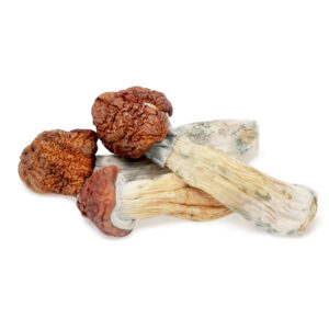 Tidal Wave Magic Mushrooms - Potent Hybrid Psilocybin Cubensis