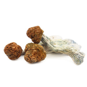 Trinity Magic Mushrooms - Potent Tri-Blend Psilocybin Strain