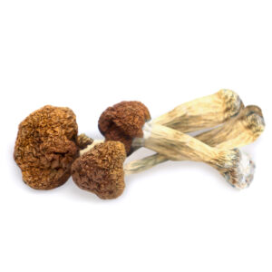 Vietnamese Magic Mushrooms - Authentic Asian Psilocybin Cubensis Strain