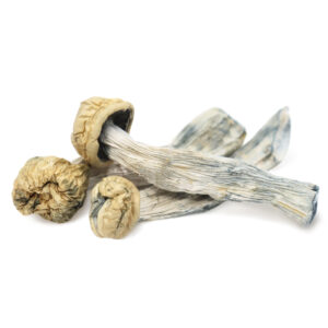 Yeti Magic Mushrooms - Potent Albino Psilocybin Cubensis Strain